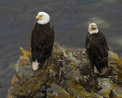 Eagle, Bald, Male and Female near Nest-071507-Summer Bay, Unalaska Island, AK-#0943.jpg