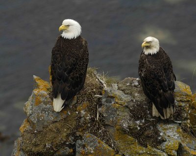 Eagle, Bald, Male and Female near Nest-071507-Summer Bay, Unalaska Island, AK-#0945.jpg