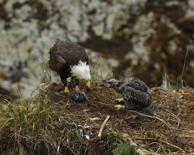 Eagle, Bald, Male feeding Eaglet Fish, Rain soaked-071607-Summer Bay, Unalaska Island, AK-#0317.jpg