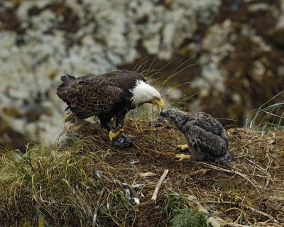 Eagle, Bald, Male feeding Eaglet Fish, Rain soaked-071607-Summer Bay, Unalaska Island, AK-#0321.jpg