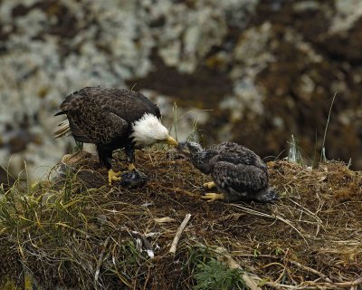 Eagle, Bald, Male feeding Eaglet Fish, Rain soaked-071607-Summer Bay, Unalaska Island, AK-#0325.jpg