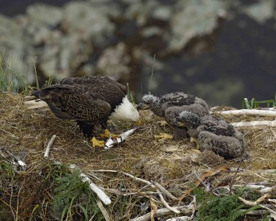 Eagle, Bald, Male feeding Eaglets Fish-071507-Summer Bay, Unalaska Island, AK-#1391.jpg