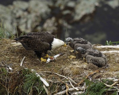 Eagle, Bald, Male feeding Eaglets Fish-071507-Summer Bay, Unalaska Island, AK-#1392.jpg