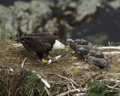 Eagle, Bald, Male feeding Eaglets Fish-071507-Summer Bay, Unalaska Island, AK-#1393.jpg