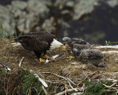 Eagle, Bald, Male feeding Eaglets Fish-071507-Summer Bay, Unalaska Island, AK-#1394.jpg