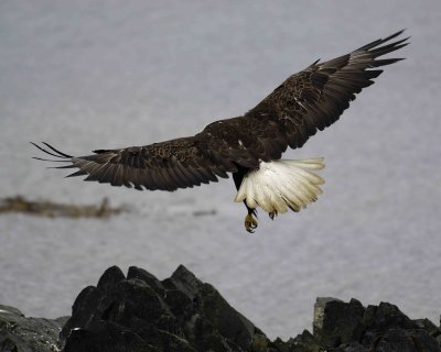 Eagle, Bald, flying away-071707-Airport Beach Road, Amaknak Island, AK-#0139.jpg