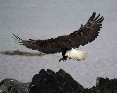 Eagle, Bald, flying away-071707-Airport Beach Road, Amaknak Island, AK-#0140.jpg
