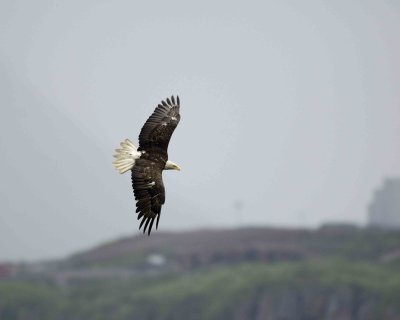 Eagle, Bald, in flight-071507-Iliuliuk Bay, Unalaska Island, AK-#0250.jpg