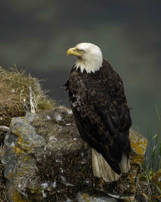 Eagle, Bald, Male Near Nest-071507-Summer Bay, Unalaska Island, AK-#0859.jpg