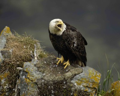 Eagle, Bald, Male Screeching near nest-071507-Summer Bay, Unalaska Island, AK-#0444.jpg
