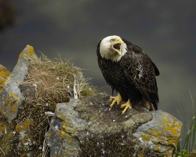 Eagle, Bald, Male Screeching near nest-071507-Summer Bay, Unalaska Island, AK-#0447.jpg