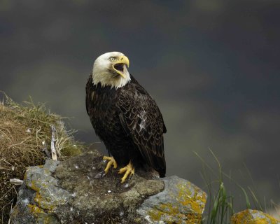 Eagle, Bald, Male Screeching near nest-071507-Summer Bay, Unalaska Island, AK-#0474.jpg