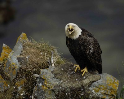 Eagle, Bald, Male Screeching near nest-071507-Summer Bay, Unalaska Island, AK-#0485.jpg
