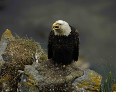 Eagle, Bald, Male Screeching near nest-071507-Summer Bay, Unalaska Island, AK-#1141.jpg