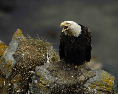 Eagle, Bald, Male Screeching near nest-071507-Summer Bay, Unalaska Island, AK-#1144.jpg
