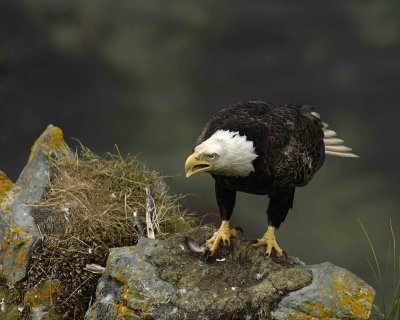 Eagle, Bald, Male Screeching near nest-071507-Summer Bay, Unalaska Island, AK-#1278.jpg