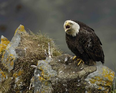 Eagle, Bald, Male Screeching near nest-071507-Summer Bay, Unalaska Island, AK-#1309.jpg