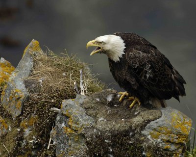 Eagle, Bald, Male Screeching near nest-071507-Summer Bay, Unalaska Island, AK-#1310.jpg