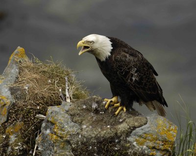 Eagle, Bald, Male Screeching near nest-071507-Summer Bay, Unalaska Island, AK-#1326.jpg