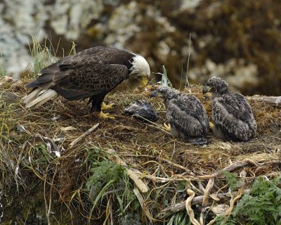 Eagle, Bald, Male feeding Eaglets Fish, Rain soaked-071607-Summer Bay, Unalaska Island, AK-#0307.jpg