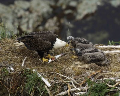 Eagle, Bald, Male feeding Eaglets Fish-071507-Summer Bay, Unalaska Island, AK-#1395.jpg