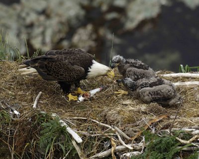 Eagle, Bald, Male feeding Eaglets Fish-071507-Summer Bay, Unalaska Island, AK-#1396.jpg