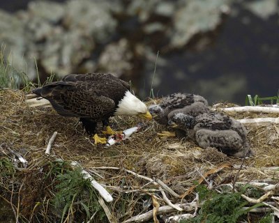 Eagle, Bald, Male feeding Eaglets Fish-071507-Summer Bay, Unalaska Island, AK-#1400.jpg