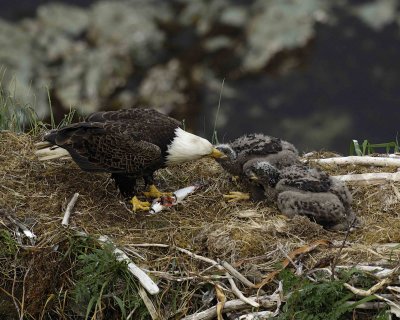 Eagle, Bald, Male feeding Eaglets Fish-071507-Summer Bay, Unalaska Island, AK-#1401.jpg
