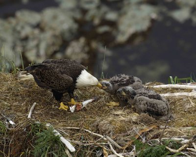 Eagle, Bald, Male feeding Eaglets Fish-071507-Summer Bay, Unalaska Island, AK-#1403.jpg