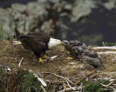 Eagle, Bald, Male feeding Eaglets Fish-071507-Summer Bay, Unalaska Island, AK-#1406.jpg