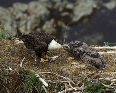 Eagle, Bald, Male feeding Eaglets Fish-071507-Summer Bay, Unalaska Island, AK-#1408.jpg