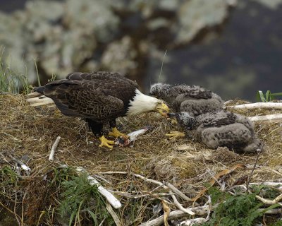Eagle, Bald, Male feeding Eaglets Fish-071507-Summer Bay, Unalaska Island, AK-#1409.jpg