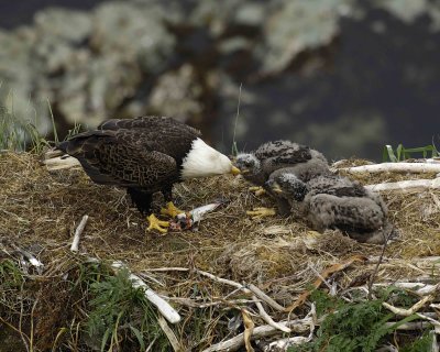 Eagle, Bald, Male feeding Eaglets Fish-071507-Summer Bay, Unalaska Island, AK-#1412.jpg
