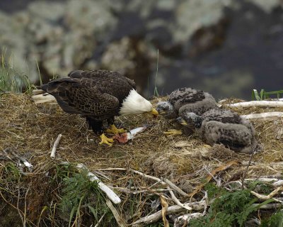 Eagle, Bald, Male feeding Eaglets Fish-071507-Summer Bay, Unalaska Island, AK-#1417.jpg