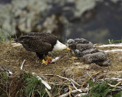 Eagle, Bald, Male feeding Eaglets Fish-071507-Summer Bay, Unalaska Island, AK-#1420.jpg