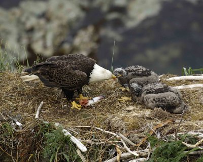 Eagle, Bald, Male feeding Eaglets Fish-071507-Summer Bay, Unalaska Island, AK-#1422.jpg