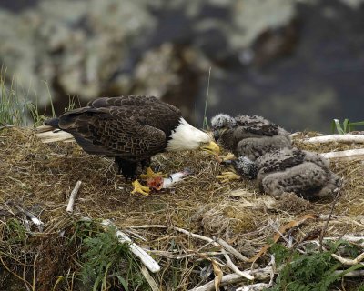 Eagle, Bald, Male feeding Eaglets Fish-071507-Summer Bay, Unalaska Island, AK-#1424.jpg