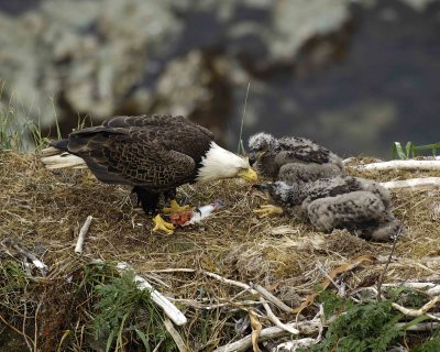 Eagle, Bald, Male feeding Eaglets Fish-071507-Summer Bay, Unalaska Island, AK-#1427.jpg