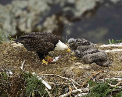 Eagle, Bald, Male feeding Eaglets Fish-071507-Summer Bay, Unalaska Island, AK-#1429.jpg
