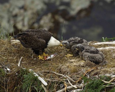 Eagle, Bald, Male feeding Eaglets Fish-071507-Summer Bay, Unalaska Island, AK-#1432.jpg