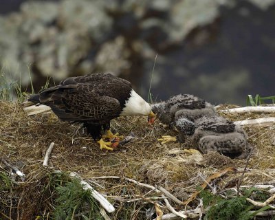 Eagle, Bald, Male feeding Eaglets Fish-071507-Summer Bay, Unalaska Island, AK-#1536.jpg