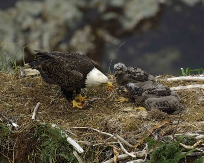 Eagle, Bald, Male feeding Eaglets Fish-071507-Summer Bay, Unalaska Island, AK-#1540.jpg