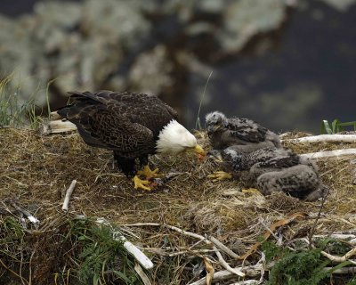 Eagle, Bald, Male feeding Eaglets Fish-071507-Summer Bay, Unalaska Island, AK-#1541.jpg