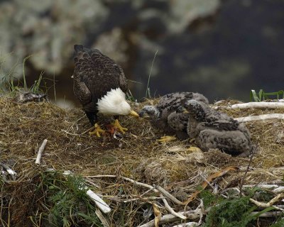 Eagle, Bald, Male feeding Eaglets Fish-071507-Summer Bay, Unalaska Island, AK-#1547.jpg