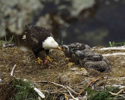Eagle, Bald, Male feeding Eaglets Fish-071507-Summer Bay, Unalaska Island, AK-#1550.jpg