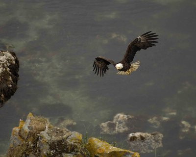Eagle, Bald, Male flying into nest-071507-Summer Bay, Unalaska Island, AK-#1476.jpg