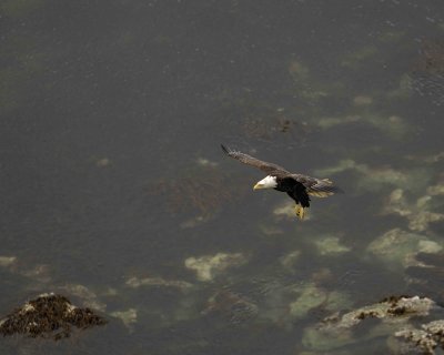 Eagle, Bald, Male flying into nest-071507-Summer Bay, Unalaska Island, AK-#1501.jpg