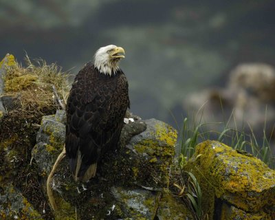 Eagle, Bald, Male near nest, screeching, rain soaked-071707-Summer Bay, Unalaska Island, AK-#0233.jpg