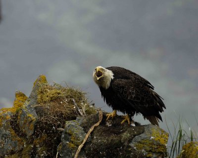 Eagle, Bald, Male near nest, screeching-071607-Summer Bay, Unalaska Island, AK-#0764.jpg