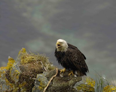 Eagle, Bald, Male near nest, screeching-071607-Summer Bay, Unalaska Island, AK-#0769.jpg